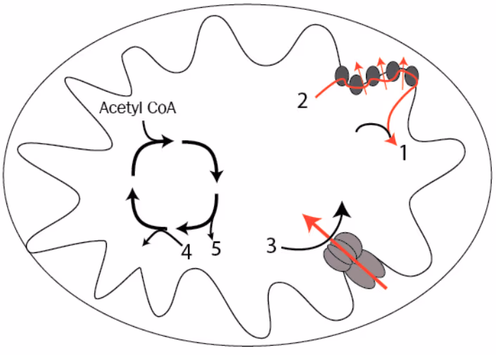Mitokondrium med en syklus der acetyl CoA går inn og pilene 4 og 5 går ut, proteiner i den indre membranen med pilene 1 og 2, og et membranprotein med pil 3