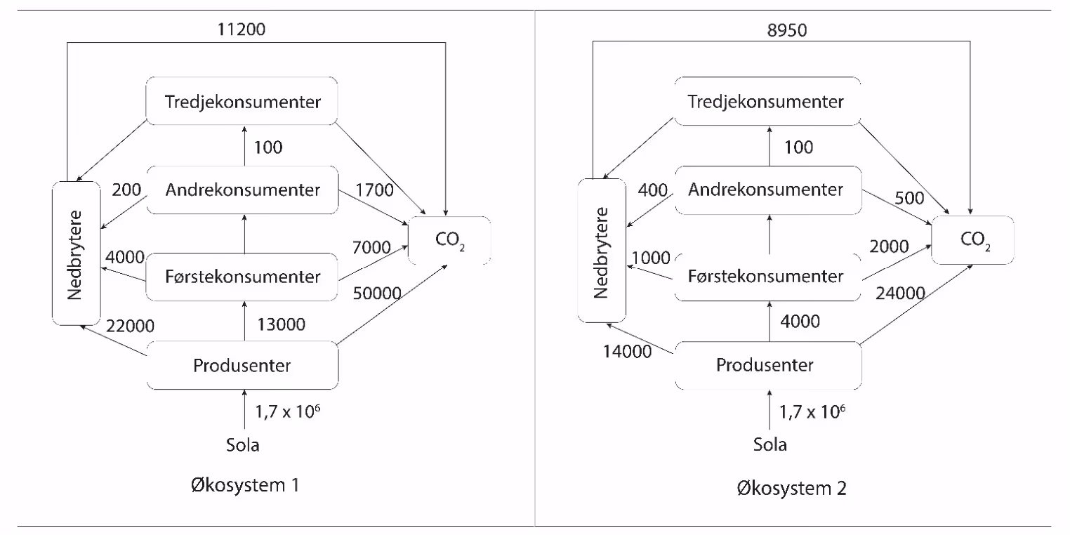 Energistrømmen mellom sola, produsenter, førstekonsumenter, andrekonsumenter, tredjekonsumenter, nedbrytere og CO₂ i økosystem 1 og økosystem 2