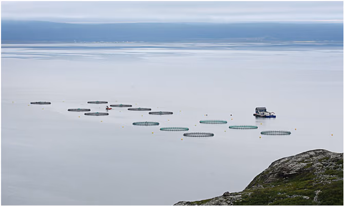 Oppdrettsanlegg med merder