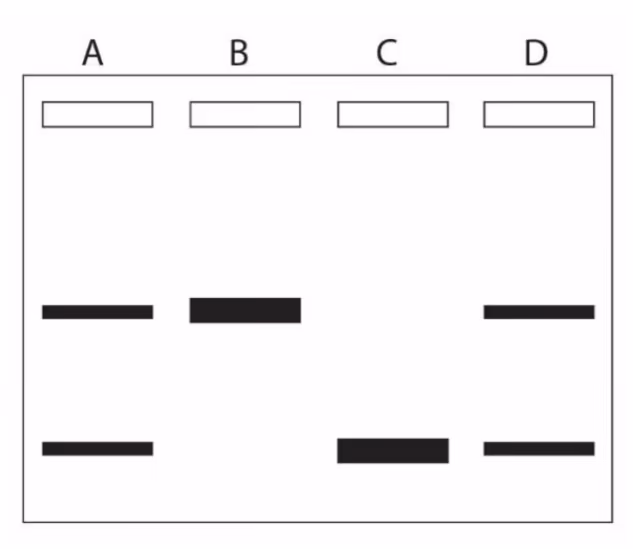 Resultatet fra gelelektroforese av genet som kan gi sykdommen. Prøvene ble tatt fra fire personer fra stamtavlen i figur &fig:biologi2-v23-2-4-1.