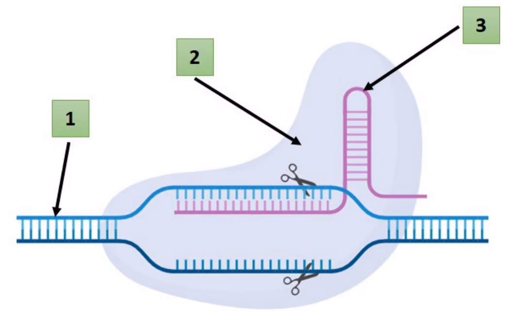 Deler av CRISPR-metoden med pilene 1–3