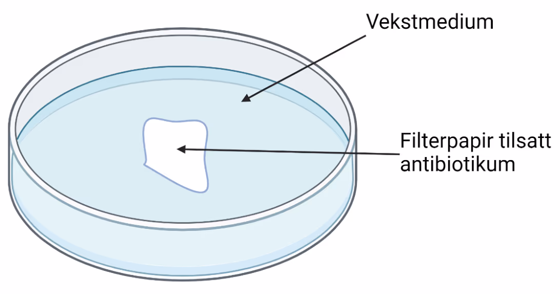 Petriskål med vekstmedium og filterpapir tilsatt antibiotikum