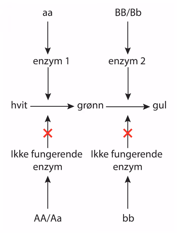 Genotype aa gir enzym 1 som gjør hvit til grønn, og BB/Bb gir enzym 2 som gjør grønn til gul. AA/Aa og bb gir ikke-fungerende enzym