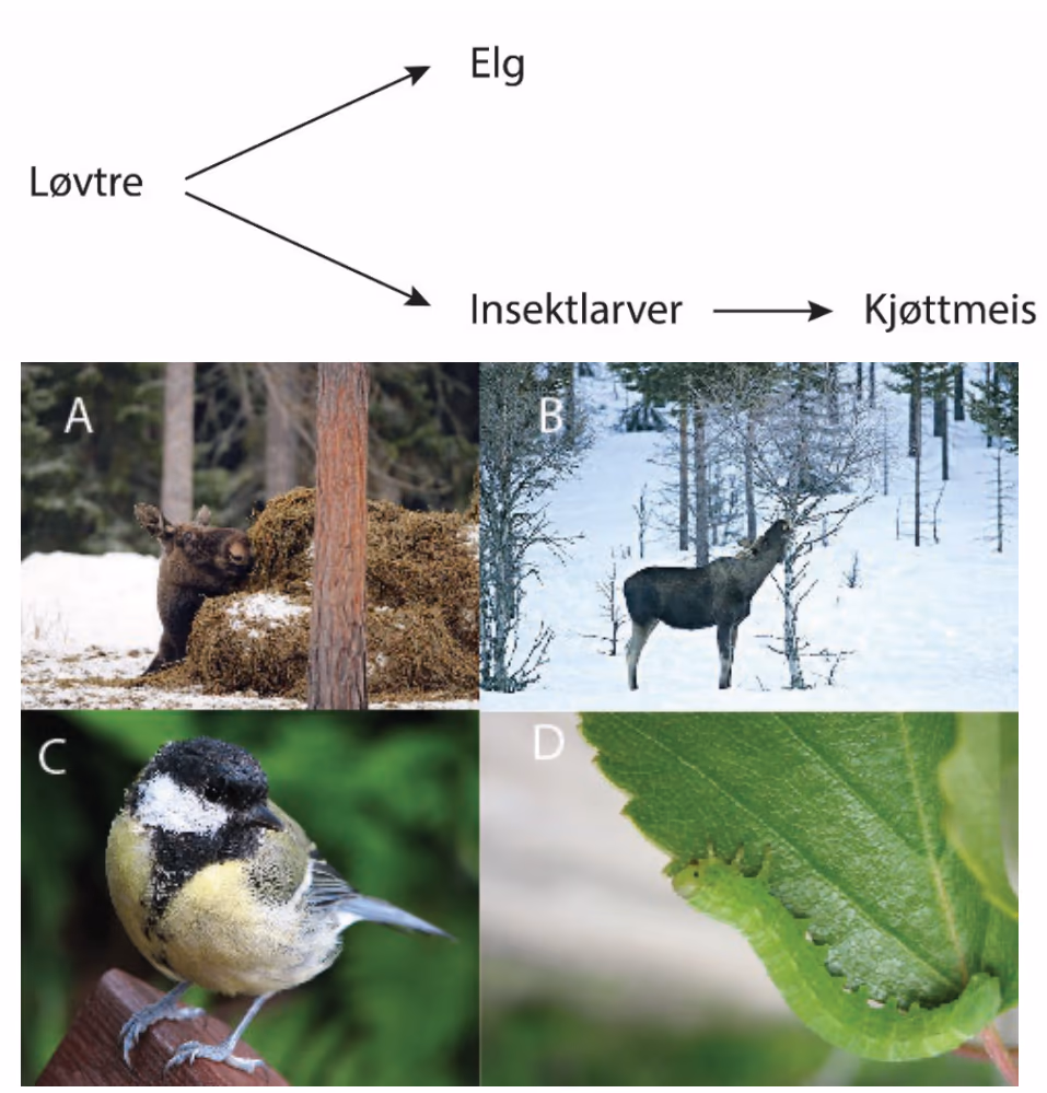Utsnitt av næringsnett (øverst). Elg som spiser tørket gress (A). Elg som spiser bjørk (B). Kjøttmeis (C). Insektlarve (D).