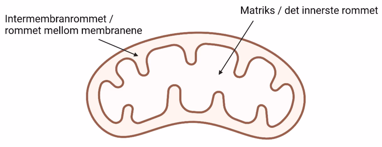 Mitokondrium med intermembranrommet og matriks markert