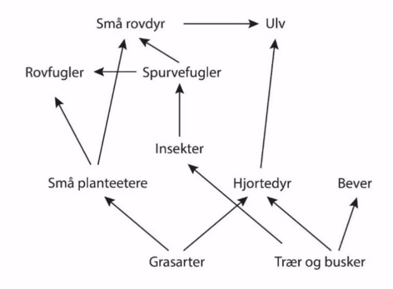 Utsnitt av et næringsnett fra nasjonalparken.