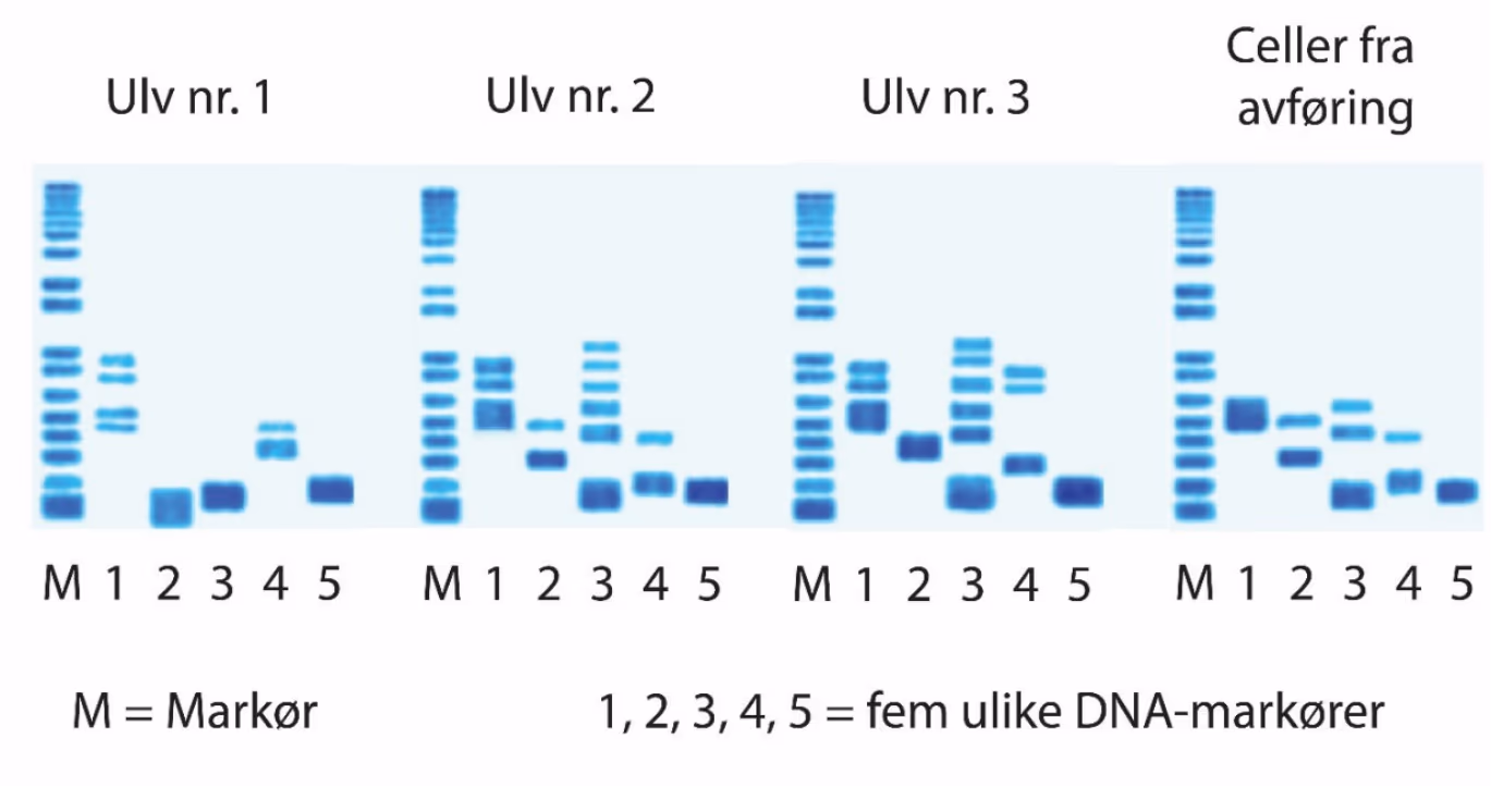 DNA-analyse av celler fra tre kjente ulver og fra en avføringsprøve. DNA-profilen fra avføringen er ufullstendig.