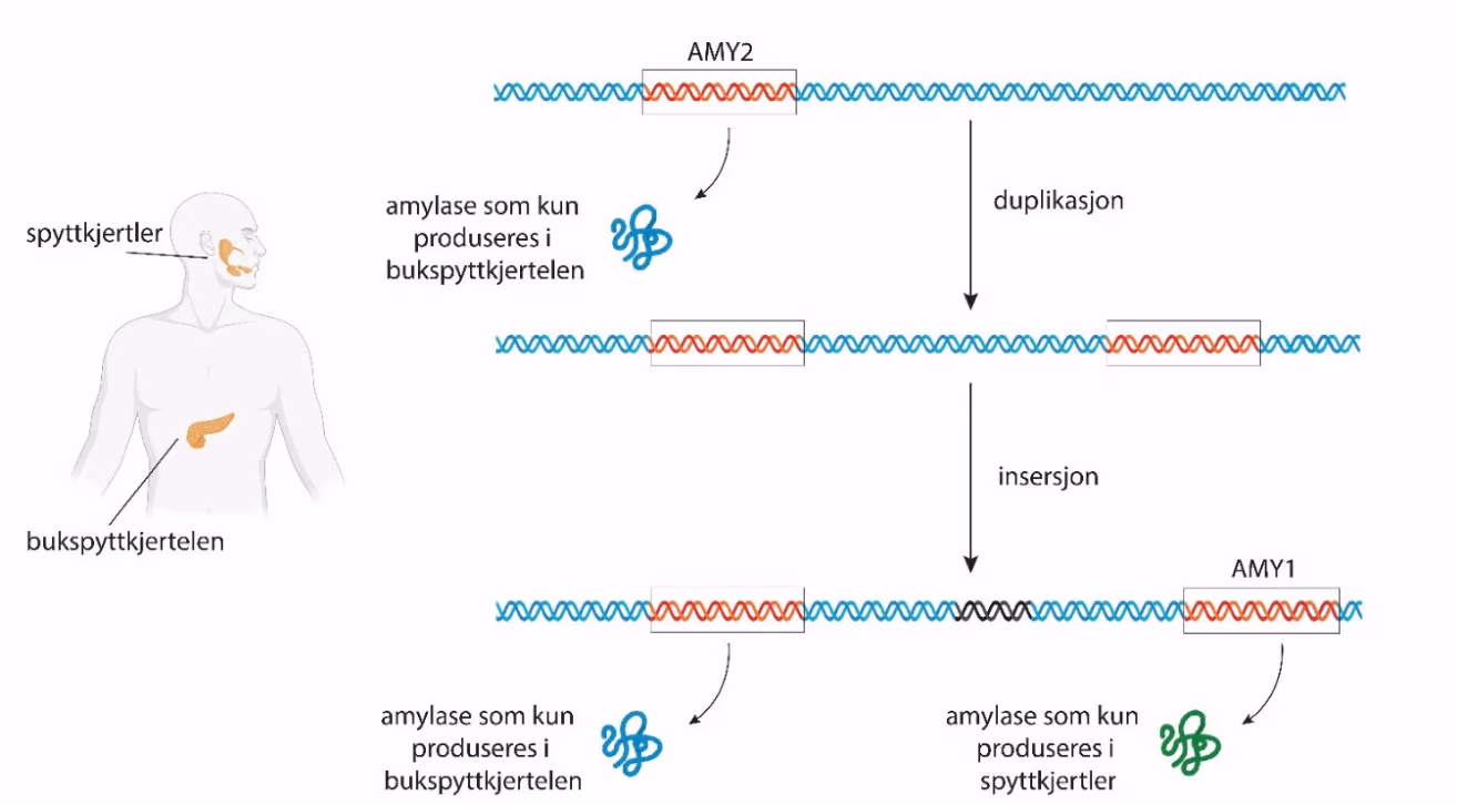 Mutasjonene som førte til at amylase produseres både i bukspyttkjertelen og i spyttkjertlene.