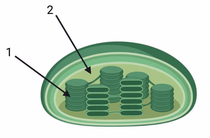 Kloroplast med pil 1 og pil 2