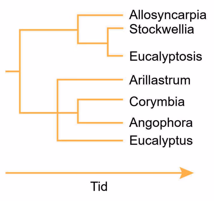 Slektskapstre med Allosyncarpia, Stockwellia, Eucalyptosis, Arillastrum, Corymbia, Angophora og Eucalyptus