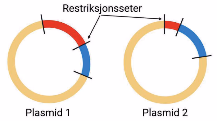 Plasmider med restriksjonsseter
